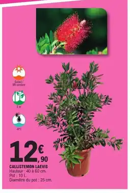 E.Leclerc Callistemon laevis offre
