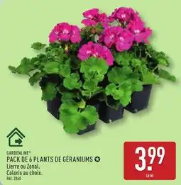 ALDI GARDENLINE Pack de 6 plants de géraniums offre
