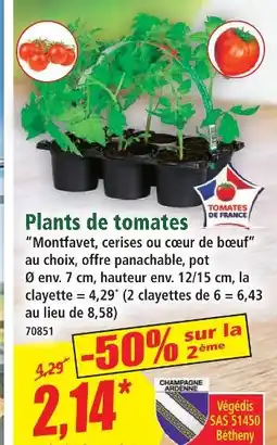 Norma Plants de tomates offre