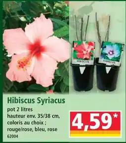 Norma Hibiscus syriacus offre