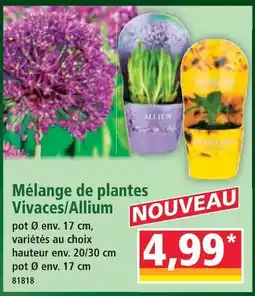 Norma Mélange de plantes vivaces/allium offre