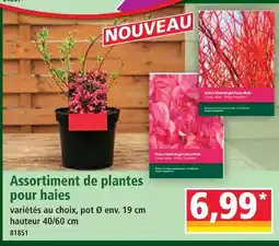 Norma Assortiment de plantes pour haies offre