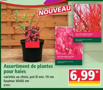 Norma Assortiment de plantes pour haies offre