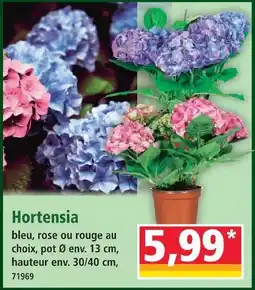 Norma Hortensia bleu offre