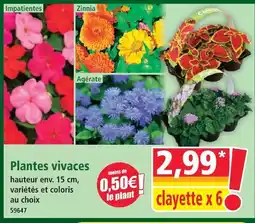 Norma Plantes vivaces offre