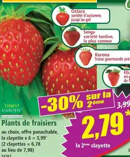 Norma Finest garden plants de fraisiers offre