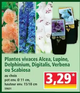 Norma Plantes vivaces alcea offre