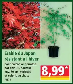 Norma Erable du japon résistant à l’hiver offre