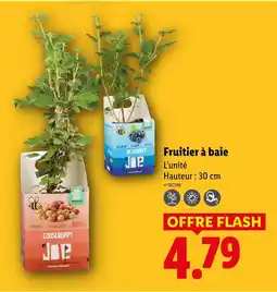 Lidl Jdp fruiter à baie offre