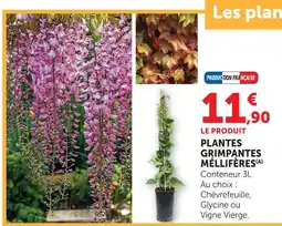 Super U Plantes grimpantes mellifères - chèvrefeuille offre