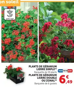 Super U Plants de géranium lierre simple offre