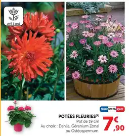 Super U Potée fleurie offre