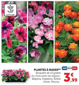 Super U Plantes à massif bégonia offre