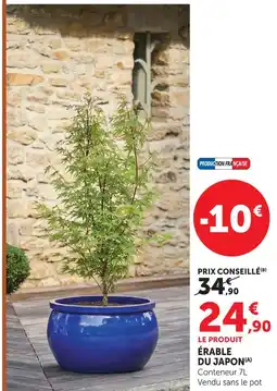 Super U Érable du japon offre