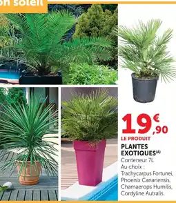 Super U Plantes exotiques trachycarpus fortunei offre