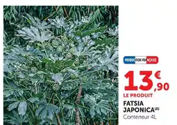 Super U Fatsia japonica offre