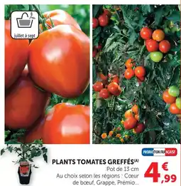 Super U Plants tomates greffés coeur de boeuf offre
