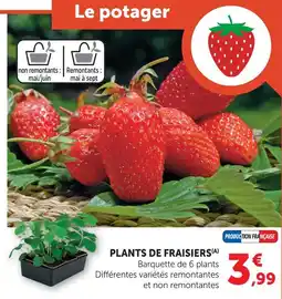 Super U Plants de fraisiers remontants offre