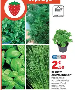 Super U Plante aromatique persil offre