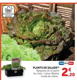 Super U Plants de salade laitue offre