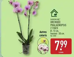 ALDI GARDENLINE Orchidée phalaenopsis offre