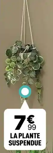 Centrakor La plante suspendue offre