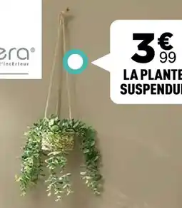 Centrakor La plante suspendue offre