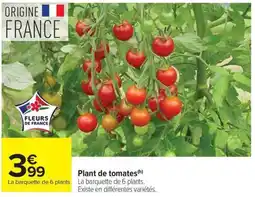 Carrefour Market Plant de tomates offre