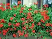 Super U Plants de lierre double ou zonal offre