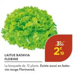 Point Vert Laitue batavia florine offre