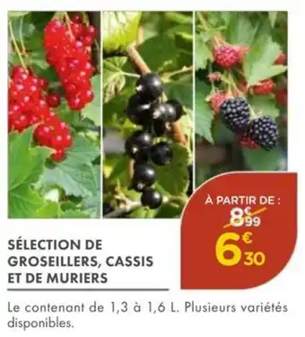 Sélection de groseillers, cassis et de muriers