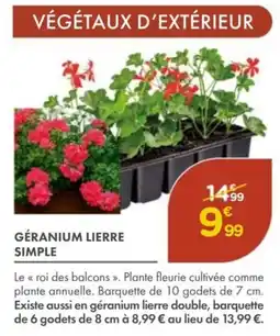 Point Vert Géranium lierre simple offre