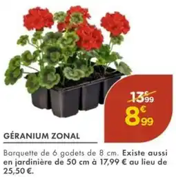 Point Vert Géranium zonal offre