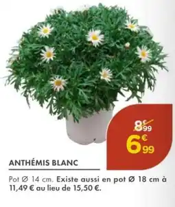 Point Vert Anthémis blanc offre