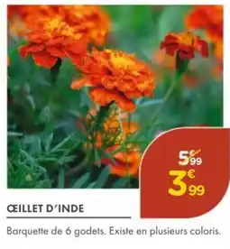 Point Vert Ceillet d'inde offre