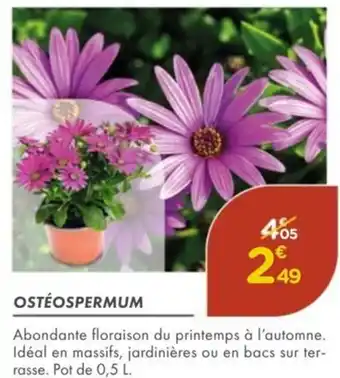 Point Vert Ostéospermum offre
