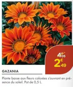 Point Vert Gazania offre