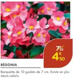 Point Vert Bégonia offre