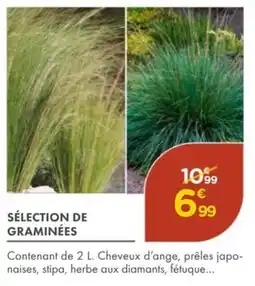 Point Vert Sélection de graminées offre