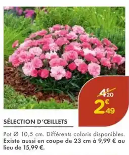 Point Vert Sélection d'œillets offre