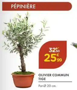 Point Vert Olivier commun tige offre