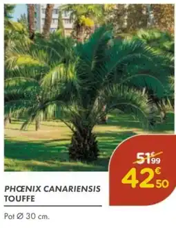 Point Vert PHOENIX CANARIENSIS TOUFFE offre