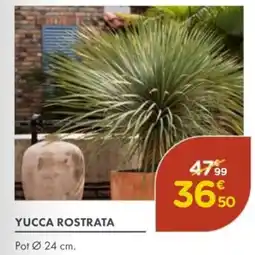 Point Vert Yucca rostrata offre