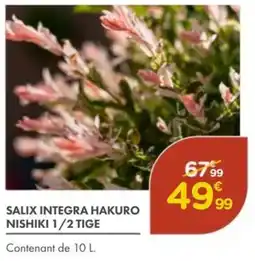Point Vert Salix integra hakuro nishiki 1/2 tige offre
