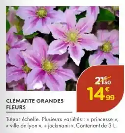 Point Vert Clématite grandes fleurs offre