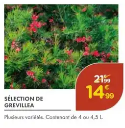 Point Vert Sélection de grevillea offre