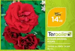 Point Vert TERAGILE Rosiers grosses fleurs offre