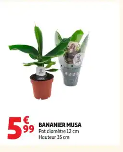 Auchan Supermarché Bananier musa offre