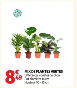 Auchan Supermarché Mix de plantes verte offre
