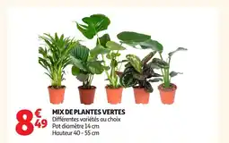 Auchan Mix de plantes vertes offre